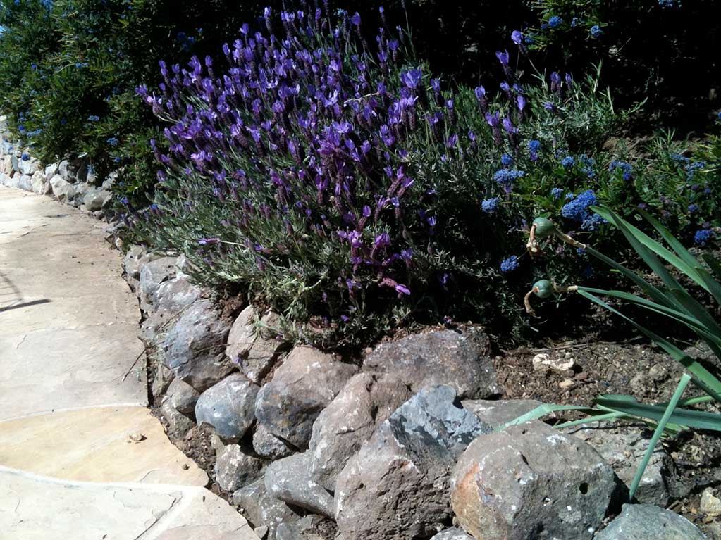 Retaining Walls with Lavender - Landscape Design Soquel CA