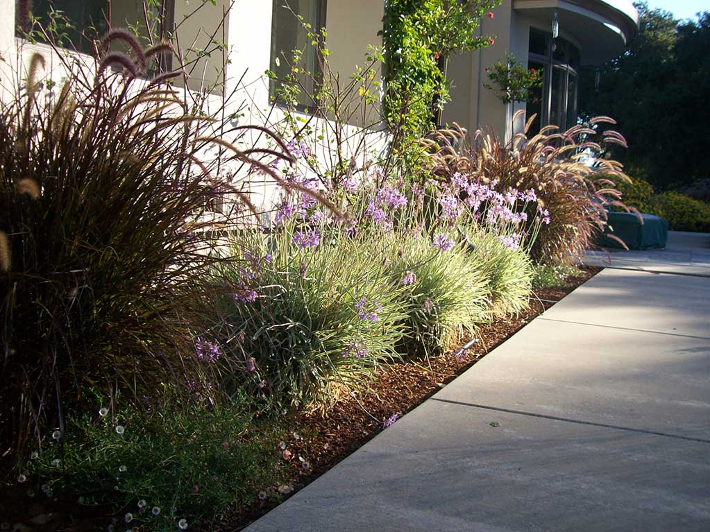 Plant Combination - Landscape Design Soquel CA